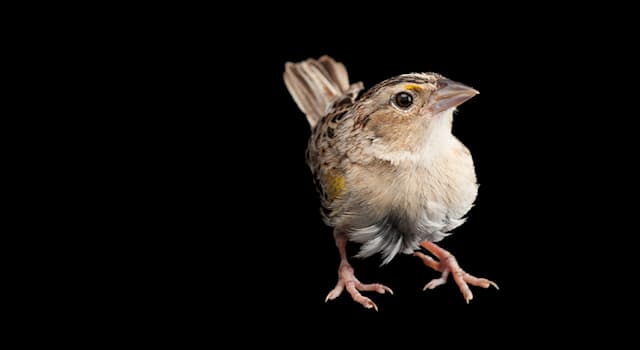 Nature Trivia Question: Where does the Florida grasshopper sparrow make its nest?