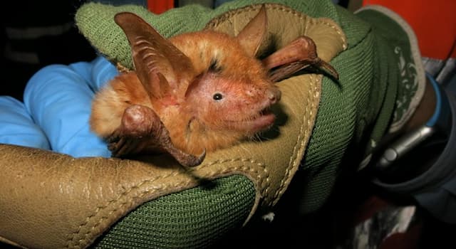 Nature Trivia Question: Where is the newly discovered bat species shown in the picture native to?