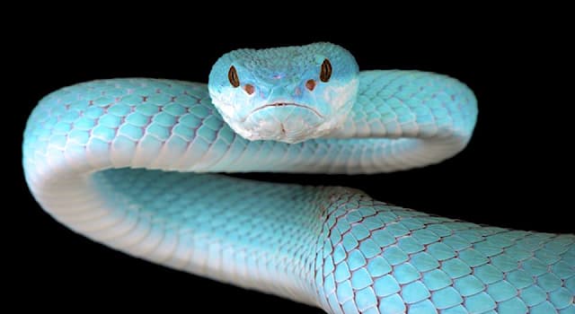 Nature Trivia Question: Where is the 'blue viper' native to?