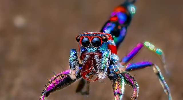 Nature Trivia Question: Where is this colorful species of spider native to?