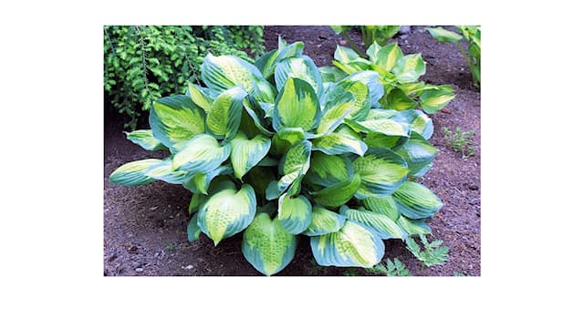 Nature Trivia Question: Which captain in the "Star Trek" TV series has a hosta plant named after him?