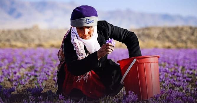 Culture Trivia Question: Which country has the best and most saffron in the world?