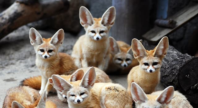 Sport Trivia Question: Which country's football team is nicknamed "The Fennec Foxes"?