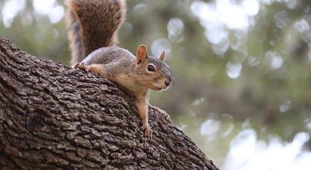 Nature Trivia Question: Which family do squirrels belong to?