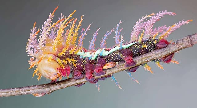 Nature Trivia Question: What is a distinctive characteristic of 'Saturniidae' caterpillars?