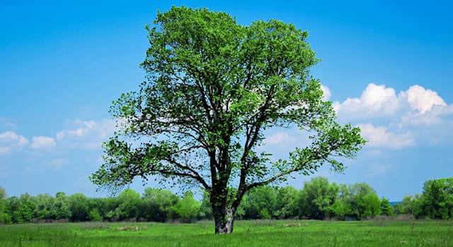 Nature Trivia Question: Which is the oldest tree in the world?