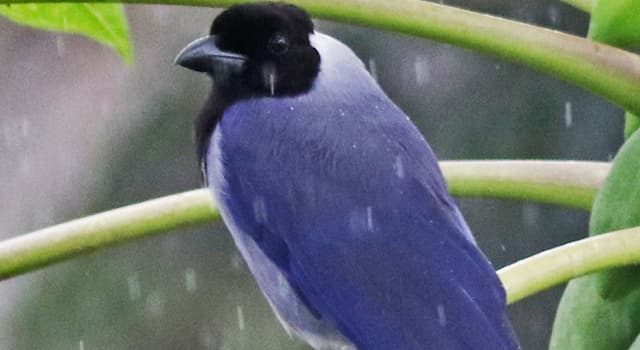 Nature Trivia Question: Which of the following birds does not belong to the same family as the Violaceous Jay?