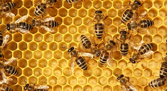 Nature Trivia Question: Which of the following is an actual “job” in a honeybee hive?