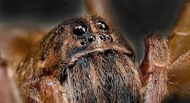 Nature Trivia Question: Which of the following spider species includes a sub-type that “purrs” to attract a mate?