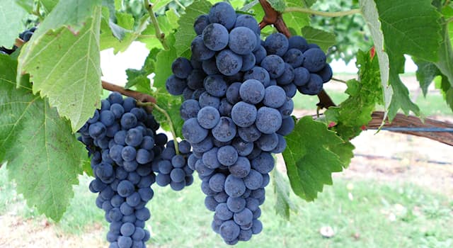 Nature Trivia Question: Which of these red grape varieties has red flesh?