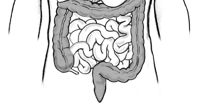 Science Trivia Question: Which part of the small intestine is responsible for absorption of nutrients?