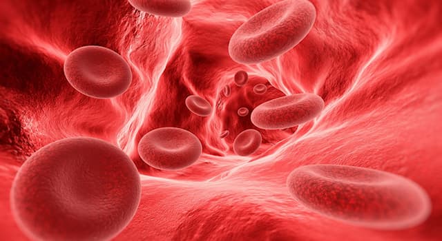 Сiencia Pregunta Trivia: ¿Cuál es el tipo de sangre más rara del mundo?