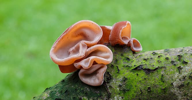 Nature Trivia Question: 'Auricularia auricula-judae' in the picture shown, is also known as what?