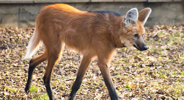 natura Pytanie-Ciekawostka: Co jedzą wilki grzywiaste?