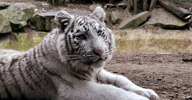 Natur Triviafråga: Vilket djur tillhör kattfamiljen?