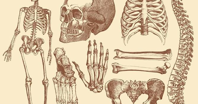 nauka Pytanie-Ciekawostka: Co zawiera najgłębsza część kości?