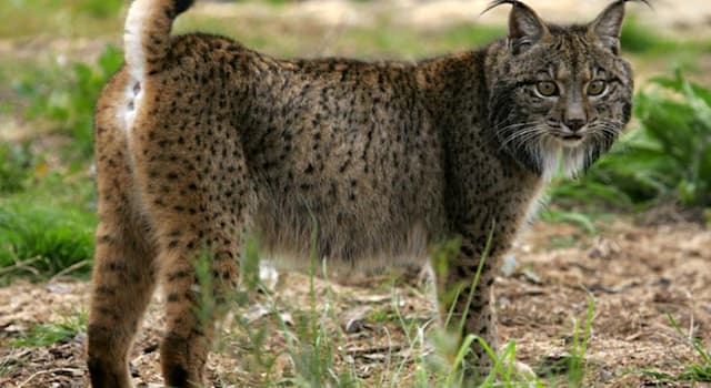 natura Pytanie-Ciekawostka: Jak nazywa się to piękne zwierzę?