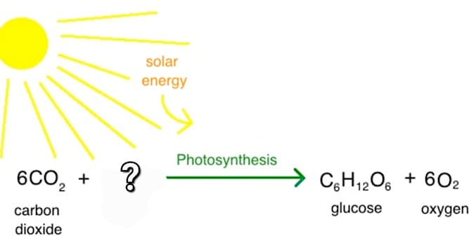 Nature Trivia Question: During photosynthesis, a plant uses carbon dioxide and what other molecule to produce glucose and oxygen?