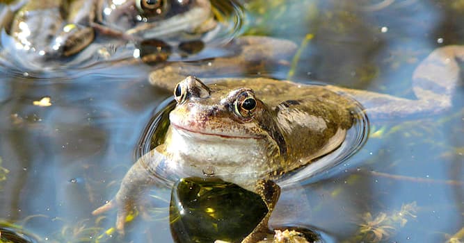 Nature Trivia Question: How do frogs consume water?