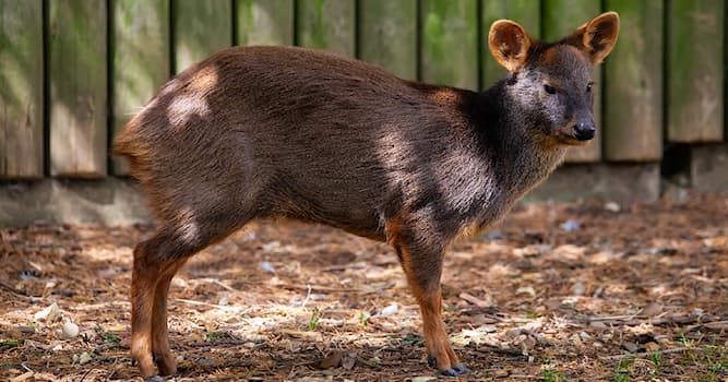 natura Pytanie-Ciekawostka: Pudu to rodzaj jakiego zwierzęcia?