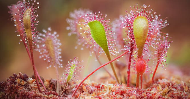 Naturaleza Pregunta Trivia: ¿Qué planta aparece en la imagen?