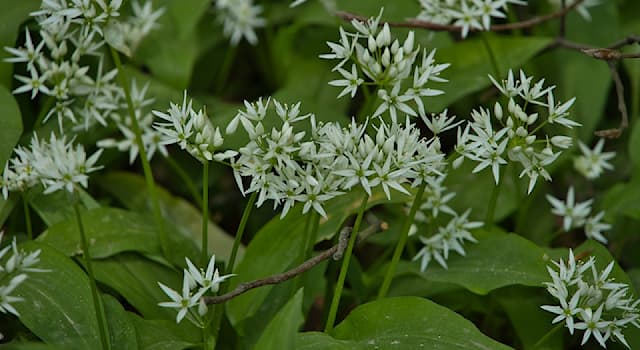 Nature Question: Quelle plante est aussi appelée « ail des ours » ou « oignon des sorcières » ?