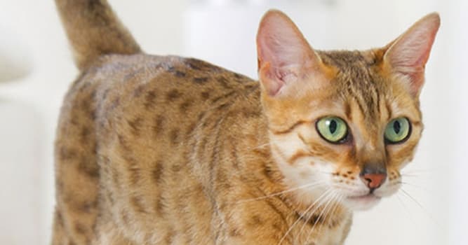 Natuur Trivia Vraag: Tot welke diergroep behoort de kat?