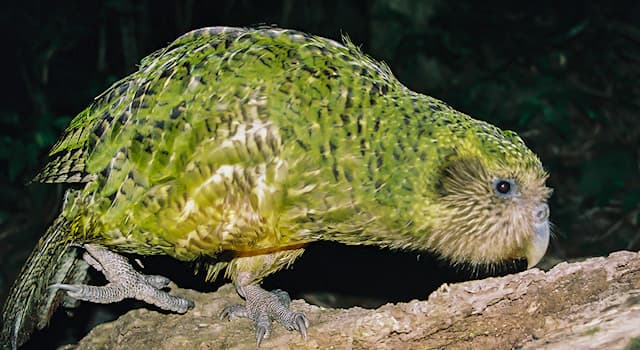 Nature Question: Quel est le pays d’origine du Kakapo ?