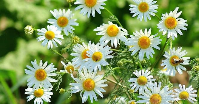 Natuur Trivia Vraag: Welk plantje staat er op de afbeelding?