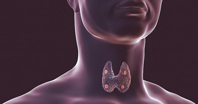 Bilim Trivia Sorusu: Hangi insan bezi kelebek şeklindedir?