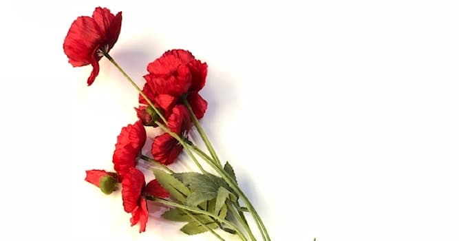 Science Question: Les graines de quelle plante de jardin sont utilisées en pharmacie ?