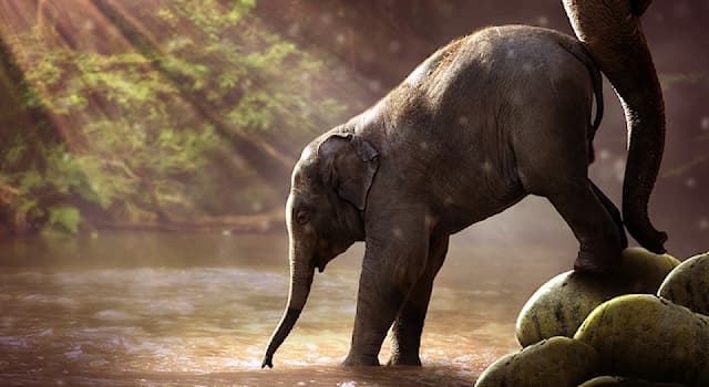 Natura Domande: Quanto pesa un elefantino?