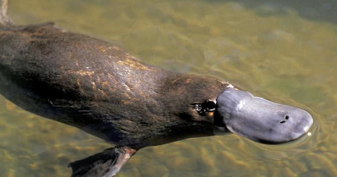 Natuur Trivia Vraag: Welk zoogdier legt eieren?