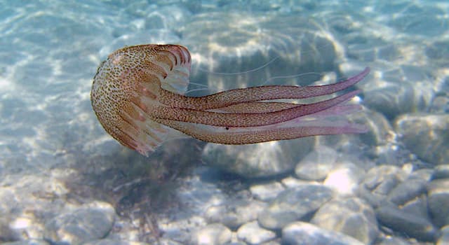 Science Trivia Question: What does the name of the phylum Cnidaria mean?