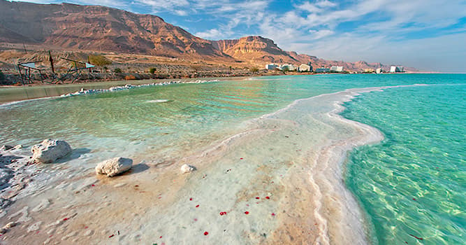 Nature Trivia Question: What is the most common type of fish found in the Dead Sea?