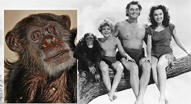 Movies & TV Trivia Question: What was the name of the chimpanzee who was a friend of the fictional film character Tarzan?