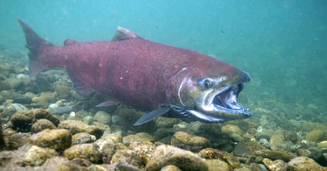 Culture Trivia Question: Which Alaskan high school has as its mascot and nickname the king salmon?