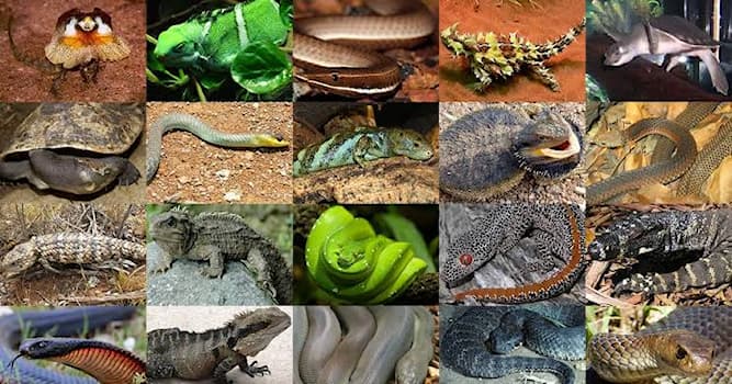 Nature Trivia Question: Which of the following reptiles has a muscular part of the stomach called a gizzard?