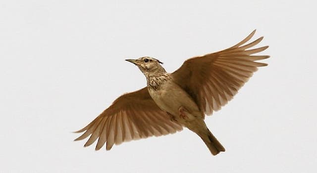 Culture Trivia Question: Who composed the musical work "The Lark Ascending"?