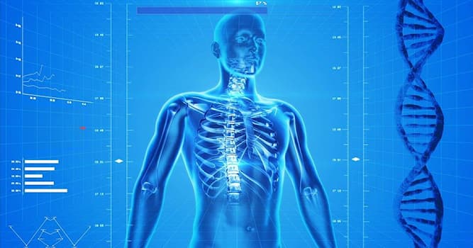 Bilim Trivia Sorusu: Bir insanın kaç akciğer kanadı vardır?