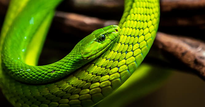 Natuur Trivia Vraag: Hoe heet de slang op de afbeelding?