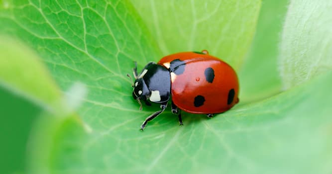 Natuur Trivia Vraag: Wat is een Lieveheersbeestje?