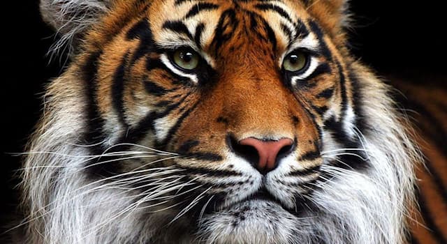 Nature Question: Combien de sous-espèces de tigres sont éteintes, parmi les neuf reconnues actuellement par l'UICN ?