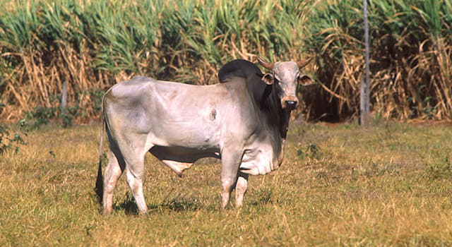 Nature Question: Comment appelle-t-on ce bovidé domestique descendant d'une sous-espèce indienne de l'aurochs ?
