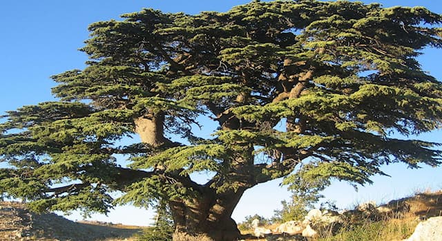 Nature Question: Comment s’appelle cet arbre majestueux ?