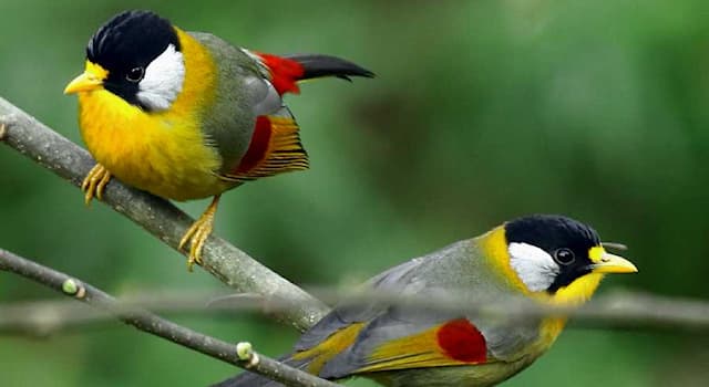 Nature Question: Comment s’appelle cet oiseau aux couleurs resplendissantes ?