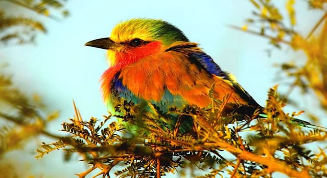 Nature Question: Comment s’appelle cet oiseau de la famille des Coraciidae ?