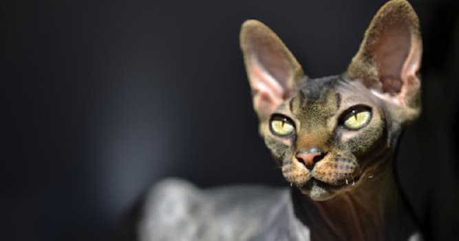 Cultuur Trivia Vraag: Volgens de traditie, welk dier heeft 9 levens?