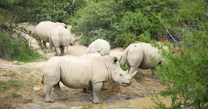 Natuur Trivia Vraag: Hoe heet het dier op de afbeelding dat meer dan 3000 kg weegt?