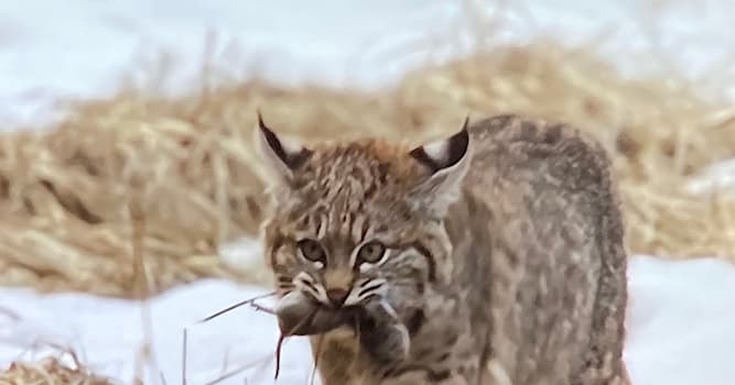 natura Pytanie-Ciekawostka: Jak brzmi nazwa rysia europejskiego po łacinie?